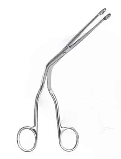 מלקחוני מג'יל מבוגר