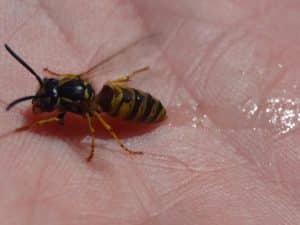 תוך כמה זמן עוברת עקיצת דבורה