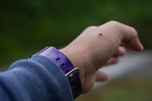 עקיצה של יתוש