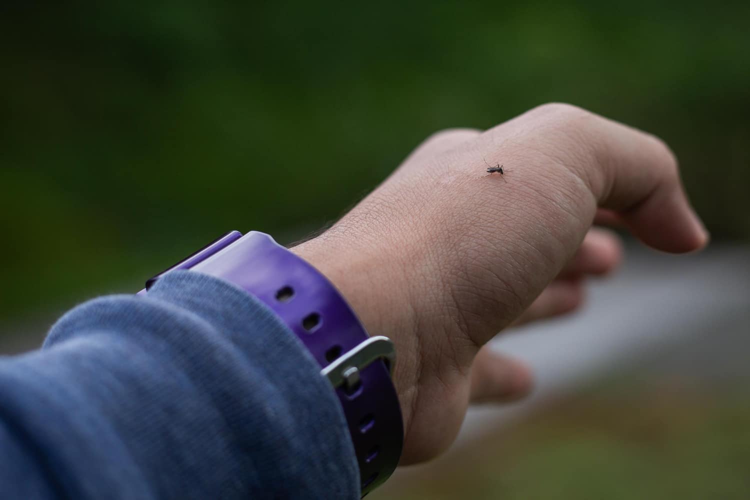 עקיצה של יתוש